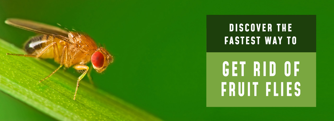 Discover the Fastest Way to Get Rid of Fruit Flies - Trash Cans Unlimited