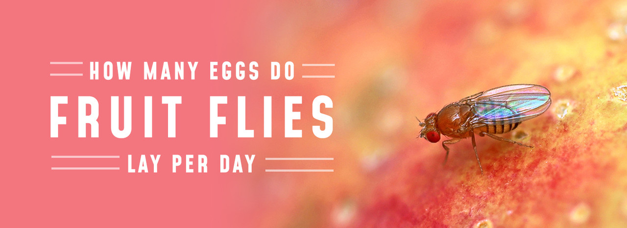 https://cdn11.bigcommerce.com/s-xjktrxdn/images/stencil/1280x727/uploaded_images/blog-how-many-eggs-do-fruit-flies-lay-per-day.jpg?t=1692917761