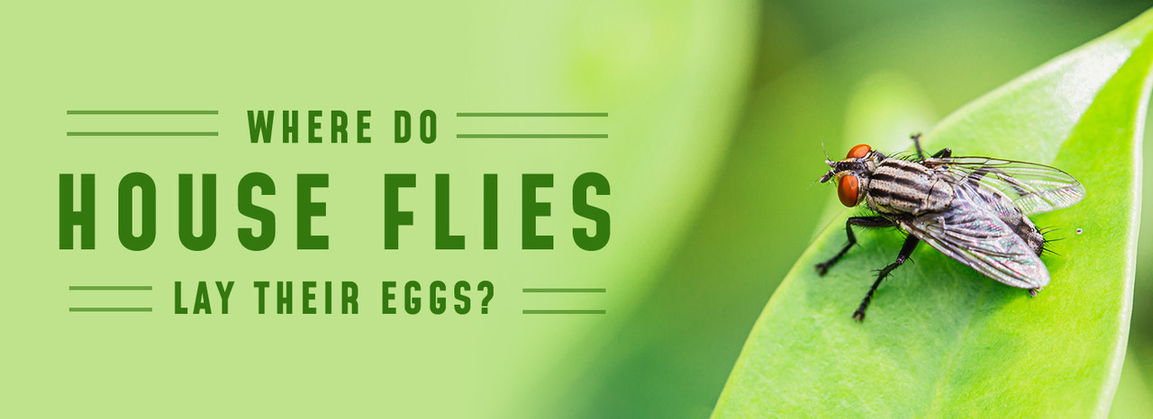 https://cdn11.bigcommerce.com/s-xjktrxdn/images/stencil/1280x727/uploaded_images/blog-where-do-house-flies-lay-their-eggs-.jpg?t=1692998450