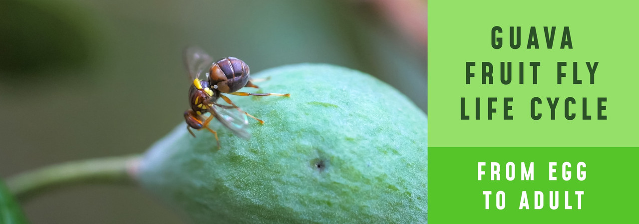 Guava Fruit Fly Life Cycle: From Egg to Adult