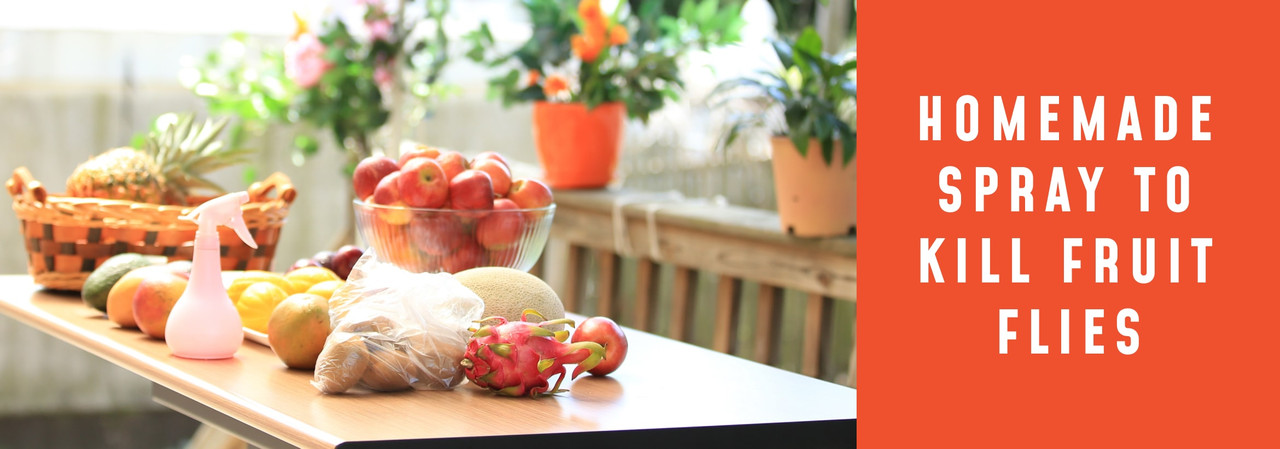 Homemade Spray to Kill Fruit Flies: DIY Solutions Using Kitchen Ingredients Homemade Spray to Kill Fruit Flies: DIY Solutions Using Kitchen Ingredients