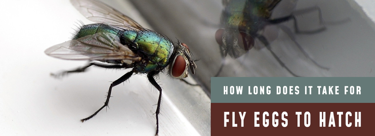 Where Do House Flies Lay Their Eggs? - Trash Cans Unlimited