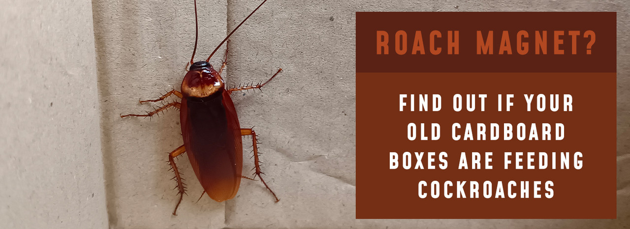 Roach Magnet? Find Out if Your Old Cardboard Boxes are Feeding Cockroaches  - Trash Cans Unlimited