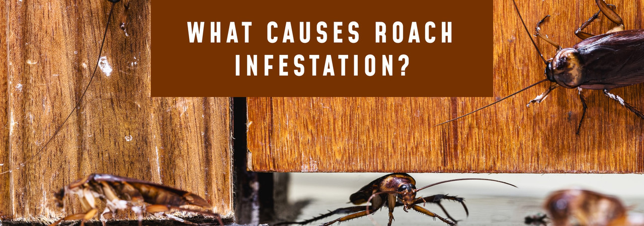What Causes Roach Infestation? What Causes Roach Infestation?