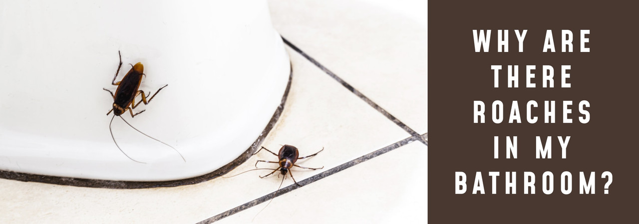 Why Are There Roaches In My Bathroom? Why Are There Roaches In My Bathroom?