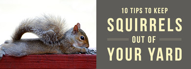 How to Keep Squirrels off Your Deck