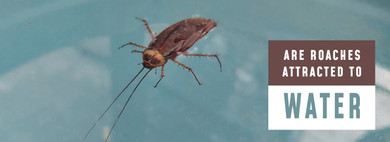 Are Roaches Attracted to Water? Are Roaches Attracted to Water?