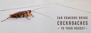 Can Someone Bring Cockroaches To Your House? Can Someone Bring Cockroaches To Your House?