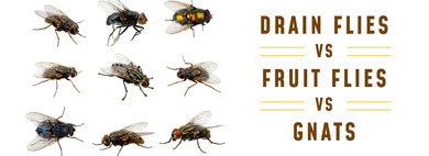 Drain Flies, Fruit Flies, and Gnats: Comparing Their Differences Drain Flies, Fruit Flies, and Gnats: Comparing Their Differences