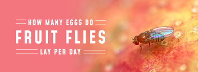 How Many Eggs Do Fruit Flies Lay Per Day? How Many Eggs Do Fruit Flies Lay Per Day?