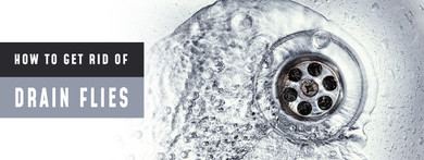 The Full Guide to Getting Rid of Drain Flies 