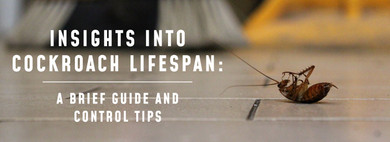 Insights Into Cockroach Lifespan: A Brief Guide and Control Tips Insights Into Cockroach Lifespan: A Brief Guide and Control Tips