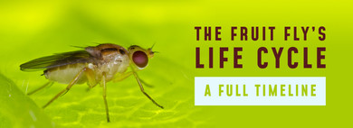 The Fruit Fly’s Life Cycle: A Full Timeline The Fruit Fly’s Life Cycle: A Full Timeline