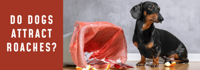 Do Dogs Attract Roaches: Understanding Pest Dynamics in Pet-Friendly Homes
