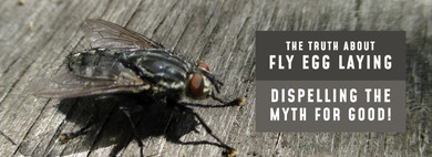 Do Flies Lay Eggs Every Time They Land