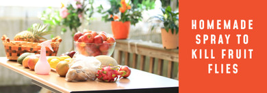 Homemade Spray to Kill Fruit Flies: DIY Solutions Using Kitchen Ingredients Homemade Spray to Kill Fruit Flies: DIY Solutions Using Kitchen Ingredients
