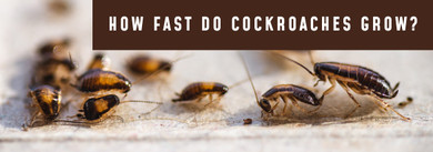 How Fast Do Cockroaches Grow? How Fast Do Cockroaches Grow?