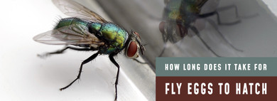 How Long Does It Take For Fly Eggs To Hatch?