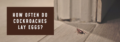 How Often Do Cockroaches Lay Eggs: A Complete Reproductive Timeline How Often Do Cockroaches Lay Eggs: A Complete Reproductive Timeline