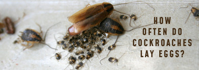 How Often Do Cockroaches Lay Eggs? The Timeline That Should Terrify You (And What to Do About It)