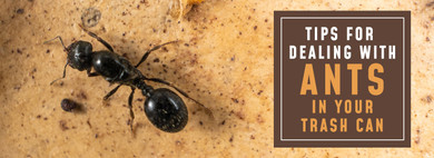 How to Get Rid of Ants In Trash Can