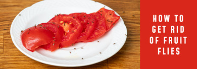 How To Get Rid Of Fruit Flies: Effective and Easy Solutions How To Get Rid Of Fruit Flies: Effective and Easy Solutions