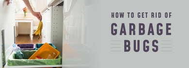 How To Get Rid Of Garbage Bugs