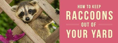 How to Keep Raccoons Out of Your Yard