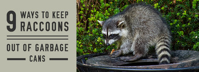 9 Ways to Keep Raccoons Out of Garbage Cans