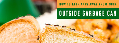 4 Effective Ways to Keep Ants Away from Your Outdoor Garbage Can