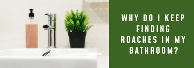 Why Do I Keep Finding Roaches In My Bathroom? 5 Proven Solutions To Eliminate Them Fast