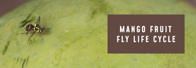 Mango Fruit Fly Life Cycle: From Egg to Adult in 30 Days Mango Fruit Fly Life Cycle: From Egg to Adult in 30 Days