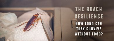The Roach Resilience: How Long Can They Survive Without Food? The Roach Resilience: How Long Can They Survive Without Food?