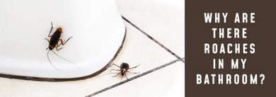 Why Are There Roaches In My Bathroom?