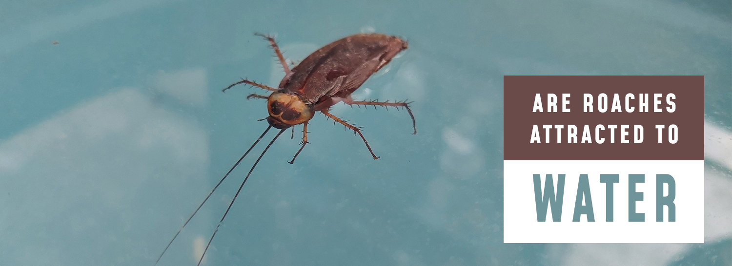 Are Roaches Attracted to Water? Trash Cans Unlimited