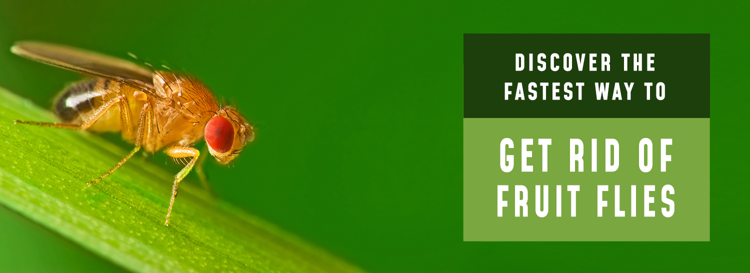 https://cdn11.bigcommerce.com/s-xjktrxdn/product_images/uploaded_images/blog-discover-the-fastest-way-to-get-rid-of-fruit-flies.jpg