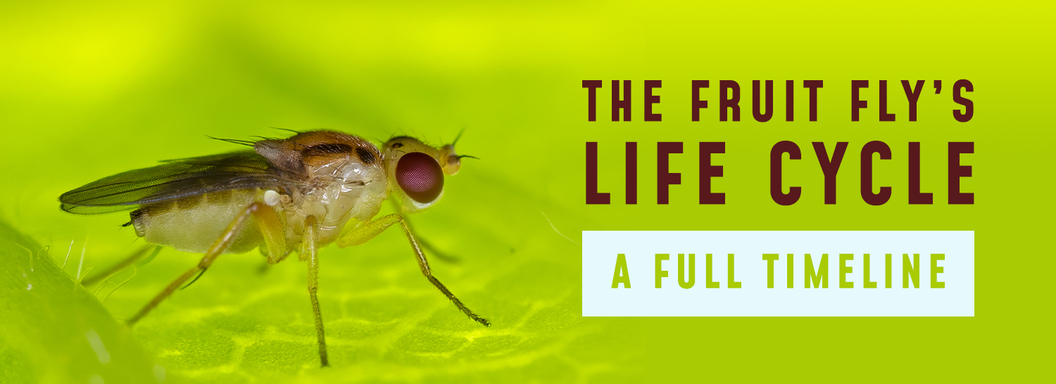 How to Get Rid of Fruit Flies Fast & Permanently: The Ultimate Guide (2023)