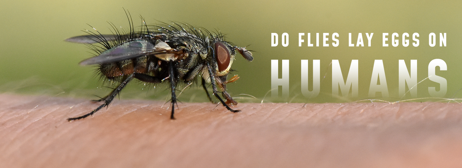 house fly eggs