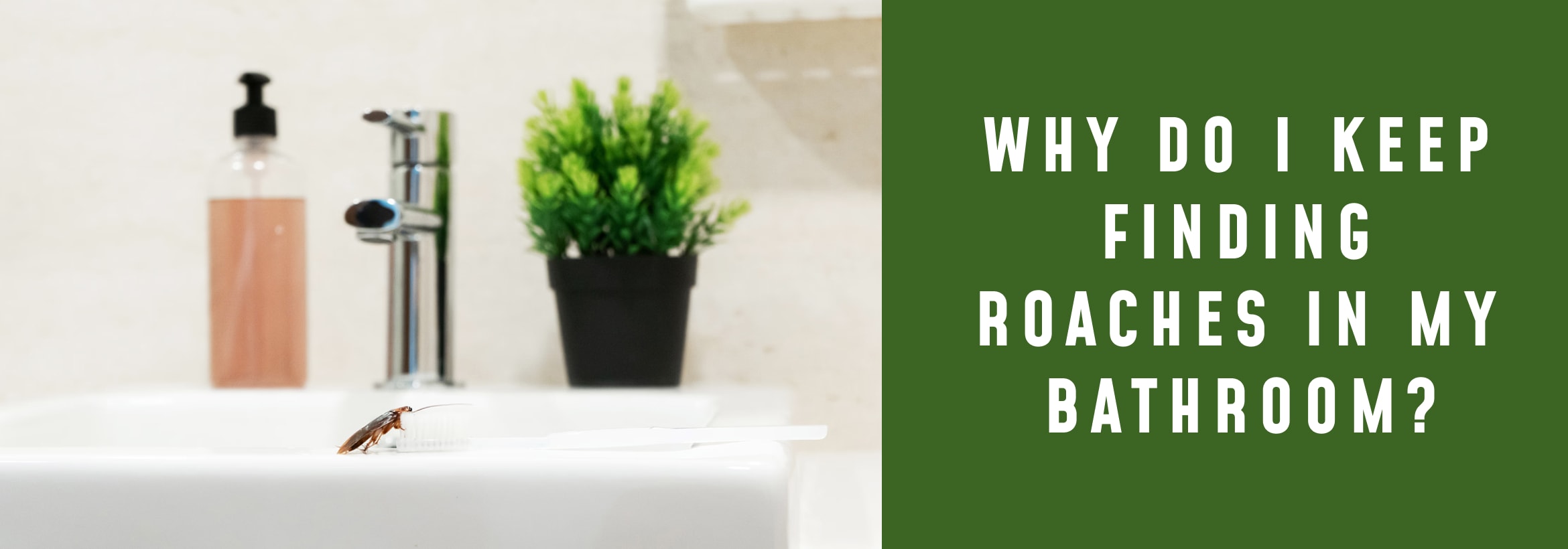 Why Do I Keep Finding Roaches In My Bathroom? 5 Proven Solutions To