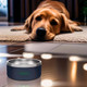 Tucker Pet Bowl