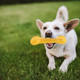 A dog holding a yellow PVC dog bone, playing in a green grassy area. The dog appears happy and energetic.