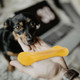 A yellow PVC dog bone toy held in a hand, with a small dog looking curiously at the toy.