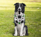 A dog holds a black and white soccer ball with green grab tabs, sitting on grass in a sunny outdoor setting.