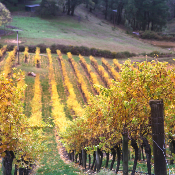 Adelaide vineyard - promotional  merch