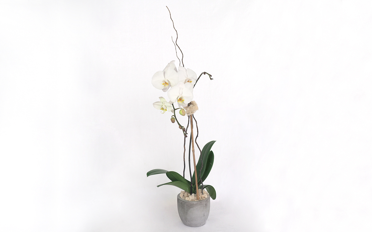 Mitaka New York Flowers Orchids and plants White single-stem Orchid