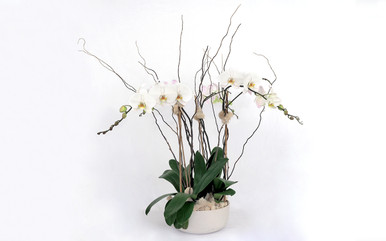 White Four Stem Orchid Mitaka New York Flowers