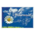 A Fresh Reminder Postcards Daisy Postcard, 250/Box