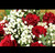 12 Red Roses with gypsophila