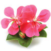 Geranium (Pelargonium graveolens) Essential Oil