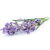 Lavender (Lavandula angustifolia) Essential Oil